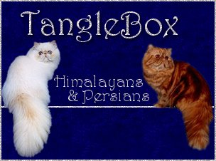 Tanglebox Himalayans and Persians